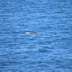 ...die Blauwale zeigen nur ihren Rücken...