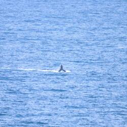 ...von den Glattwalen sieht man nur die Flosse...