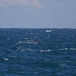 ...vom Buckelwal hingegen sieht man den ganzen Buckelwal