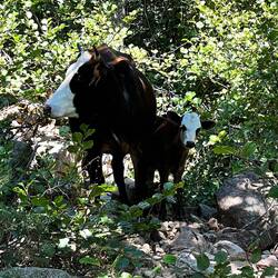Ganz jung 🥰 Mama passt gut auf