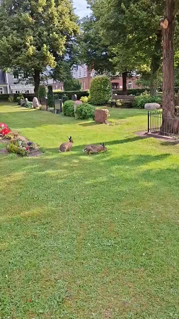 Friedhofshasen 🐇🐇
