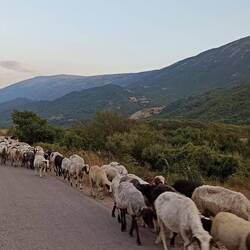 Vorbei an vielen Hirten mit Ziegen, Schafen, einzelnen Kühen oder auch Gänsen