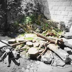 The Rosenbergs, related to the Italian family of Orsini. “Orsa” (bear), hence the bear in the mote