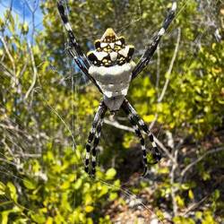 eine Spinne am Wegesrad