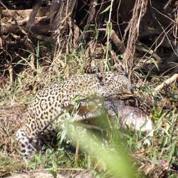 Und sprang, rangelte kurz, und kam mit Beute aus dem Wasser