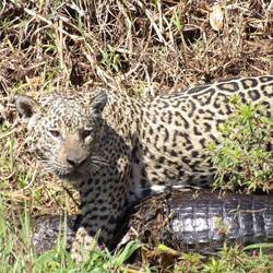 Opfer unter sich gebracht