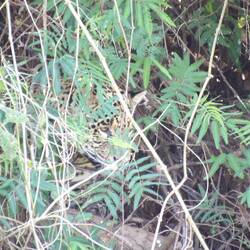 Hier versteckt sich einer