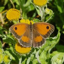 One of about 5 Gatekeeper butterflies we saw while walking the dogs.