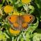 One of about 5 Gatekeeper butterflies we saw while walking the dogs.