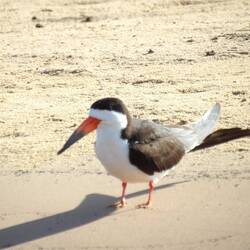 Black Skimmer/ Amerikascherenschnabel