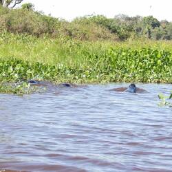 Drei, aber ganz schlecht zu fotografieren