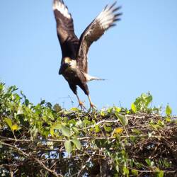 Caracara/ Schopfkarakara