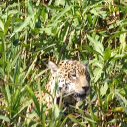 Hier ist nochmal einer