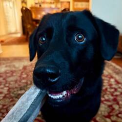 Happy boy