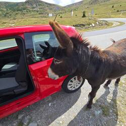 steig ein ich nimm dich mit