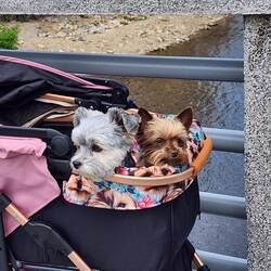 Cute puppies in the buggy