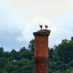 A stork nest atop a chimney