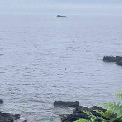 Loved watching the seals 🩶