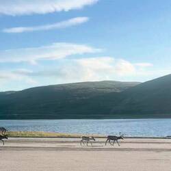 Hier kommt der Rest der Herde in den Fjord