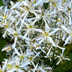 Clematis