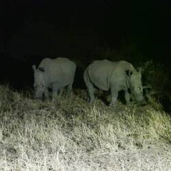 Two young male white rhinos