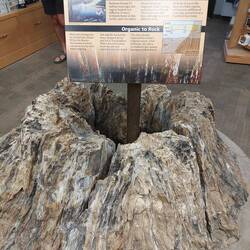Petrified Wood, ich stosse in einigen Tagen an überraschender Stelle auf sowas.