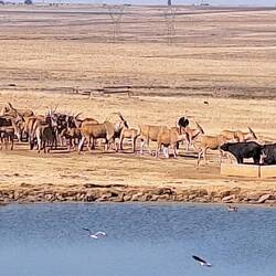 You don't see herds of antelope and zebras at highway gas stations back home!