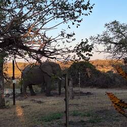 Just outside the fence