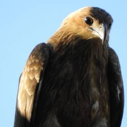 Close up - there were probably about 20 of them