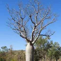 Our first boab tree (photographed)