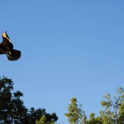 On the fly (we should have filmed them)