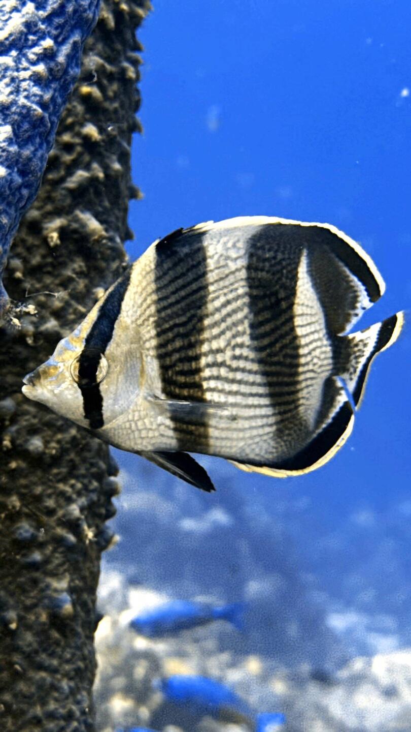 schöne Unterwasserfarben auf Bonaire. gut erhaltene Riffe