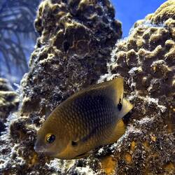 "Keiner darf mir den Röhrenschwamm wegnehmen!" Hier wohne ich ...