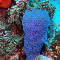 Porzellanvasen Schwamm