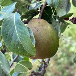 So much fruit growing here! Pears, apples, berries, pomegranates, kiwis, peaches, figs...