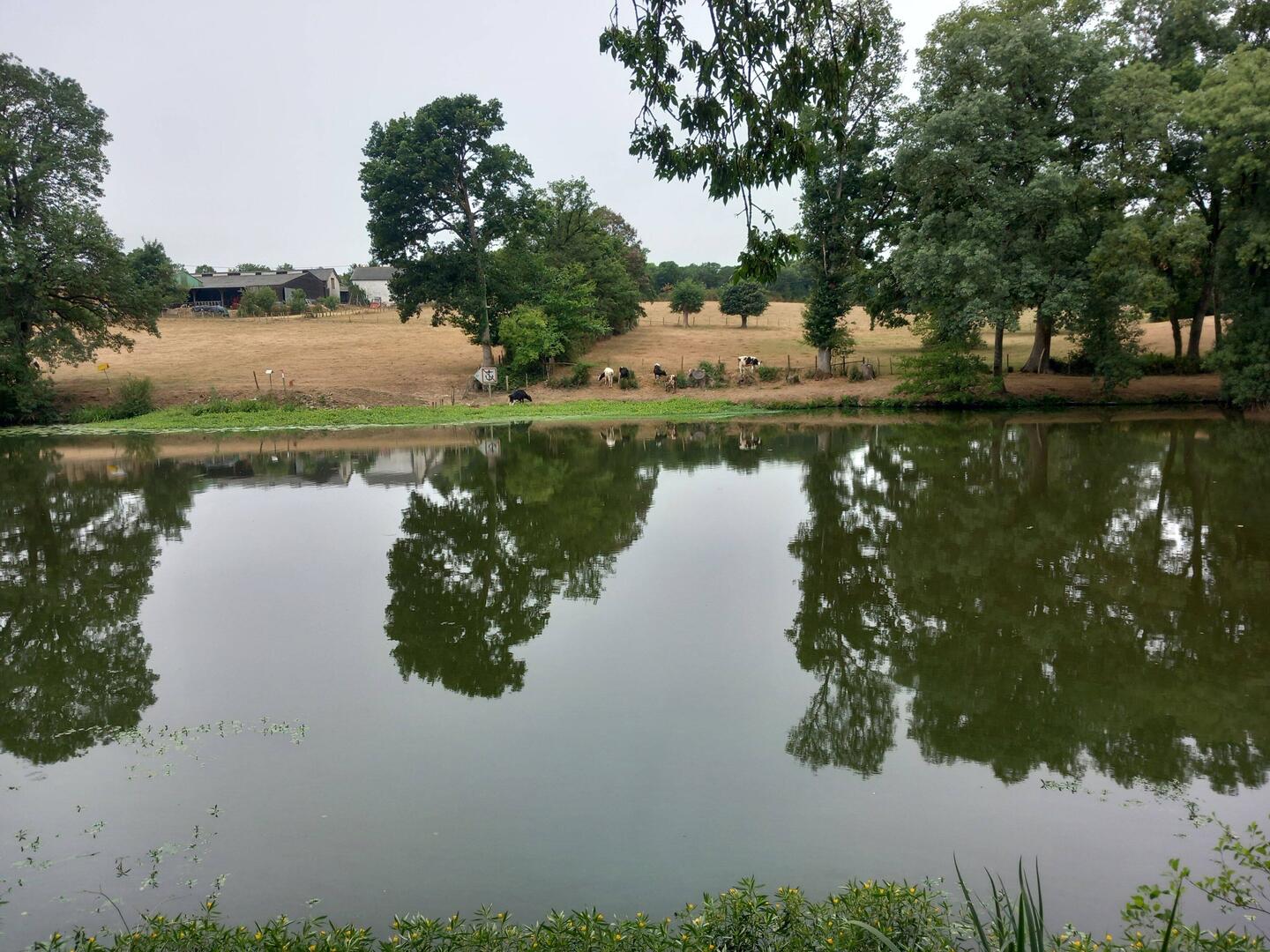 Une des vaches 🐄 a glissé et s'est presque noyée.