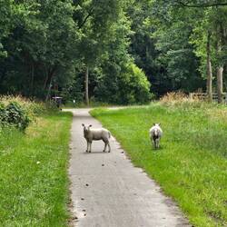 Volgens mij liep die buiten het weiland!