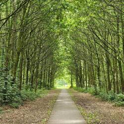 Verder door het bos.