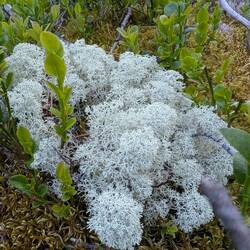 Elchflechten (Lieblingsspeise der Elche im Winter)