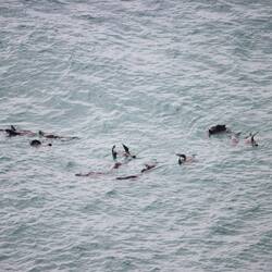 Robben tummeln sich im Wasser...