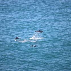 ... Delfine ziehen den ganzen Tag überall durch die Bucht