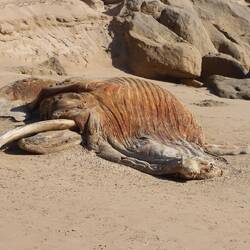 Die Flut hat einen großen Kadaver angespült, welches Tier auch immer solche Stoßzähne hat
