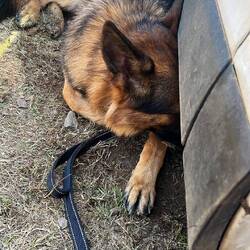 Loup has realised that there is a cool draft blowing under the van and as an added bonus he can keep