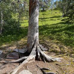 Die wachsen absichtlich so verdreht