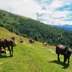 Unzählige Kühe, Pferde und Esel...