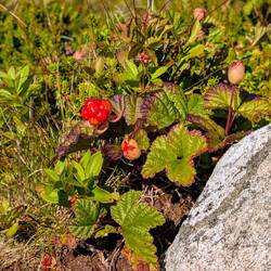 Moltebeere, selten & lecker