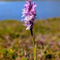 Müsste Knabenkraut sein .