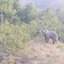 ... dann persönlich. Insgesamt kommen mich erst 2, dann einer und dann wieder 2 Bären besuchen.