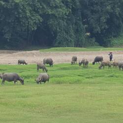 Derniers buffles 🐃 pour la route