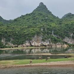 Les buffles paissent paisiblement sur les berges sinueuses de la Rivière Li